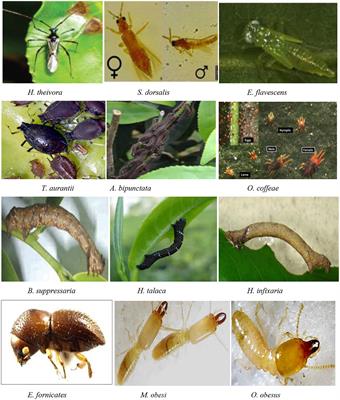 Nanopesticides: A Systematic Review of Their Prospects With Special Reference to Tea Pest Management